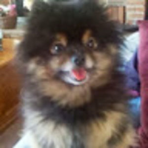 Meet your Posher, Janice